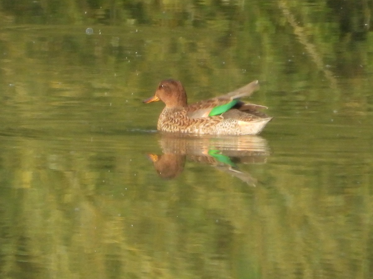 Green-winged Teal - ML641150716