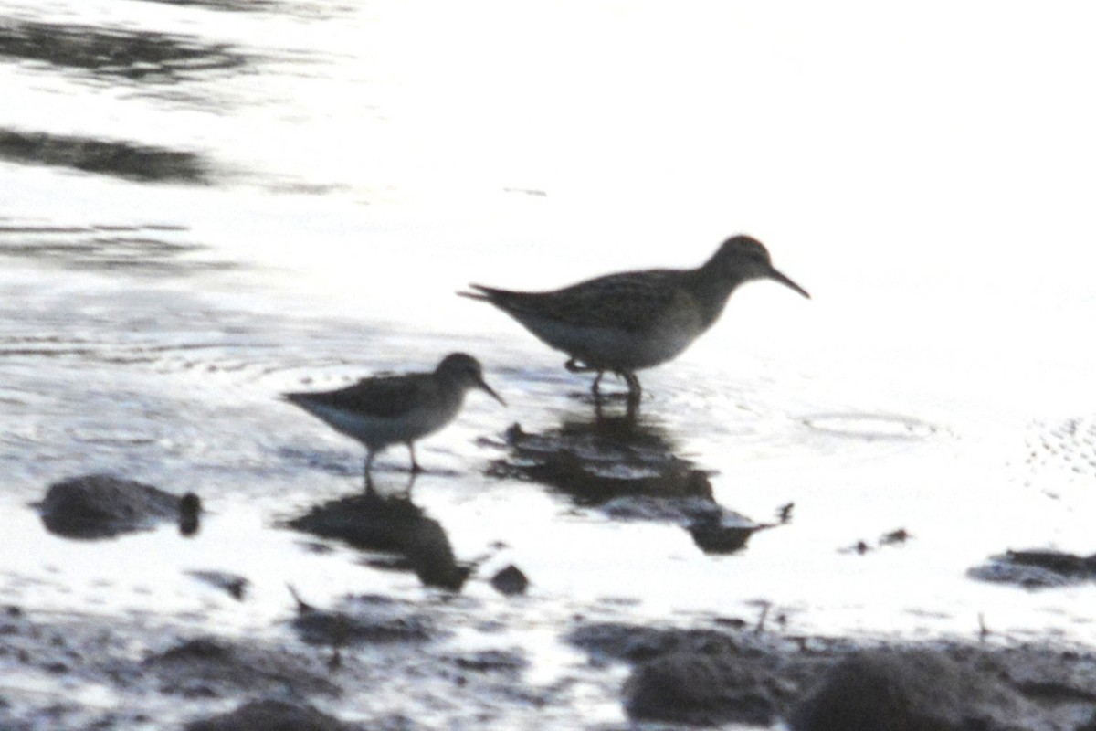 Least Sandpiper - ML641150718