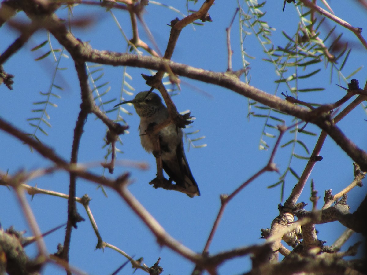 White-sided Hillstar - ML641150720