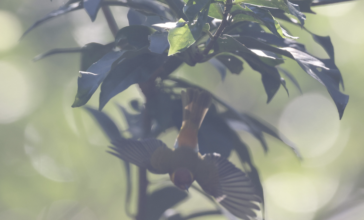 Rufous-headed Tanager - ML641150737