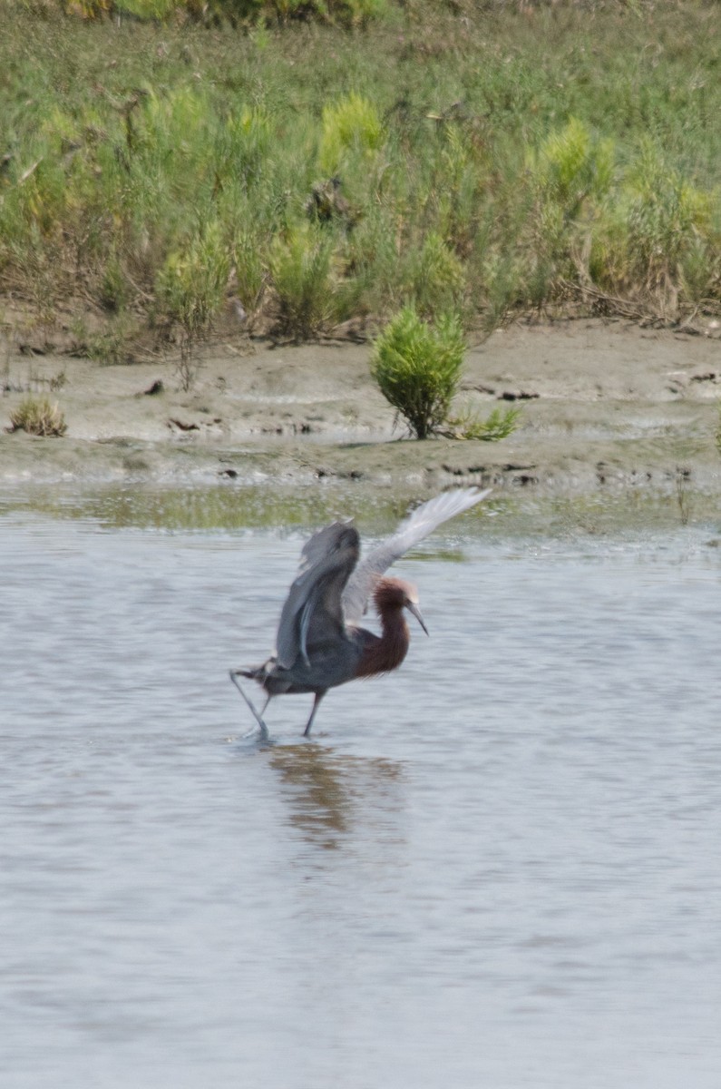 Reddish Egret - ML641150738