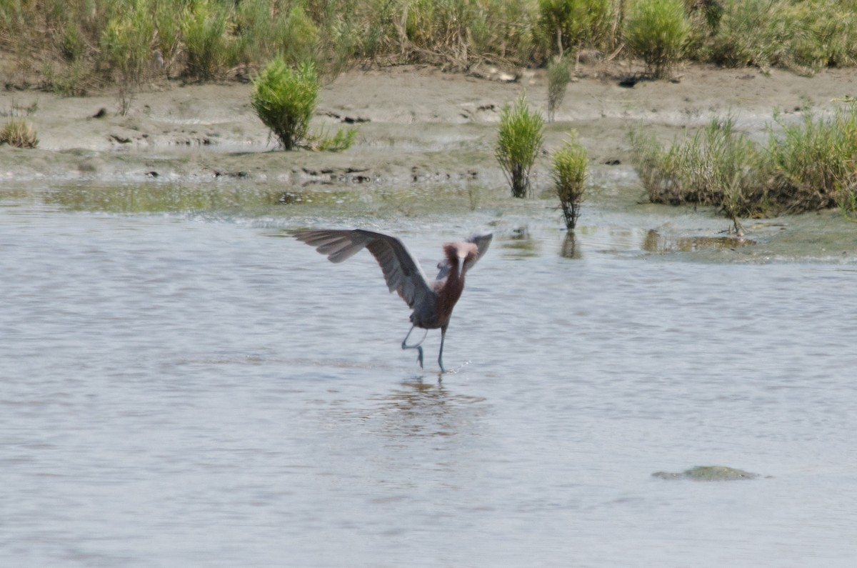 Reddish Egret - ML641150739