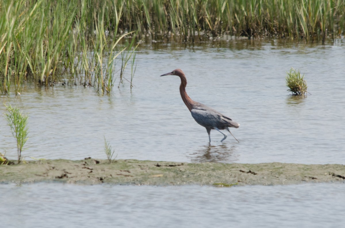 Reddish Egret - ML641150740