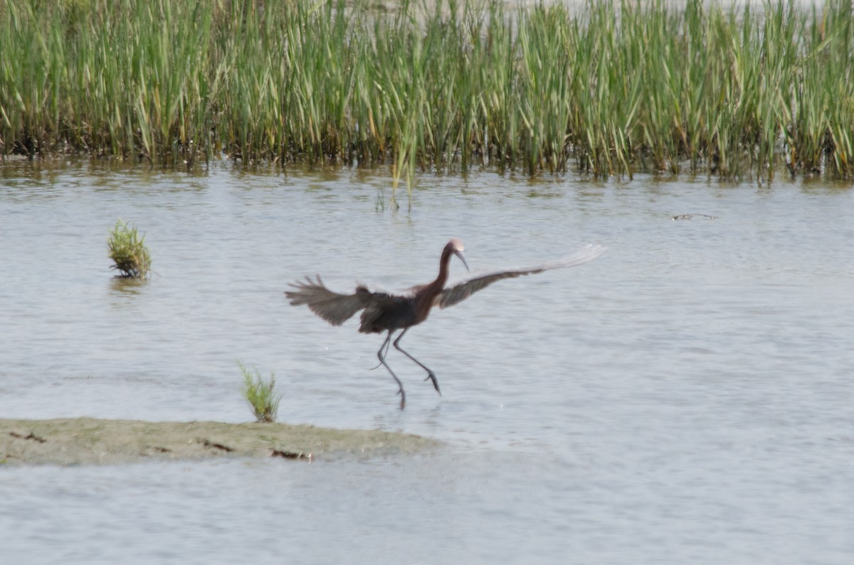 Reddish Egret - ML641150741
