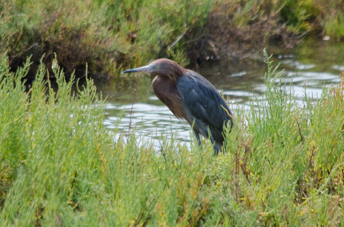 Reddish Egret - ML641150743