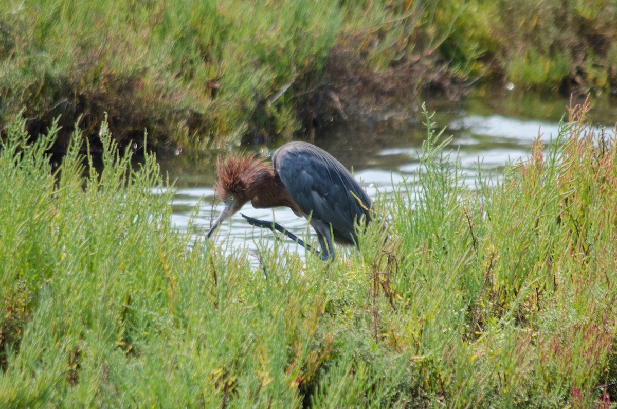 Reddish Egret - ML641150744