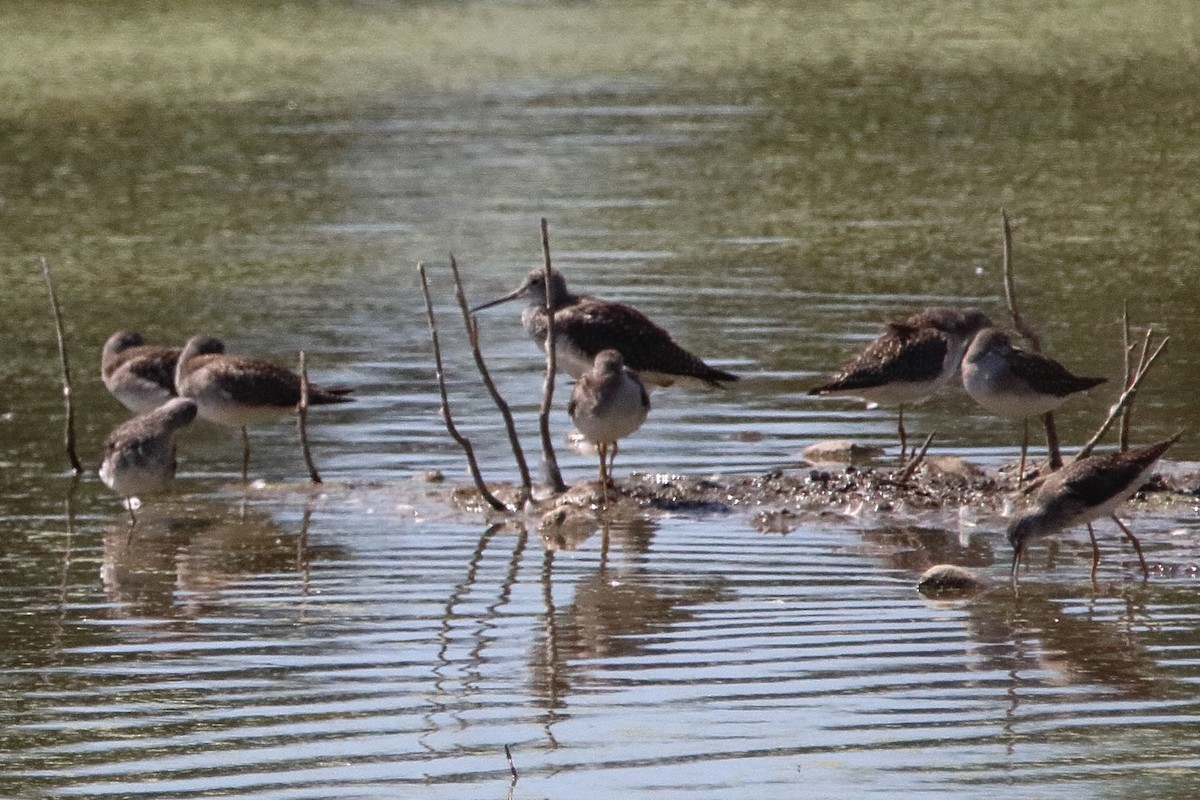 Greater Yellowlegs - ML641150748