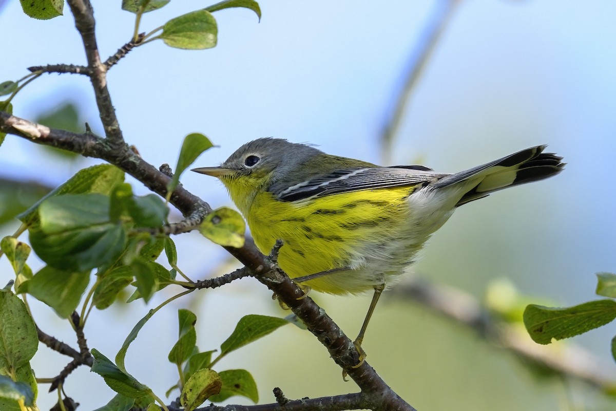 Magnolia Warbler - ML641150756