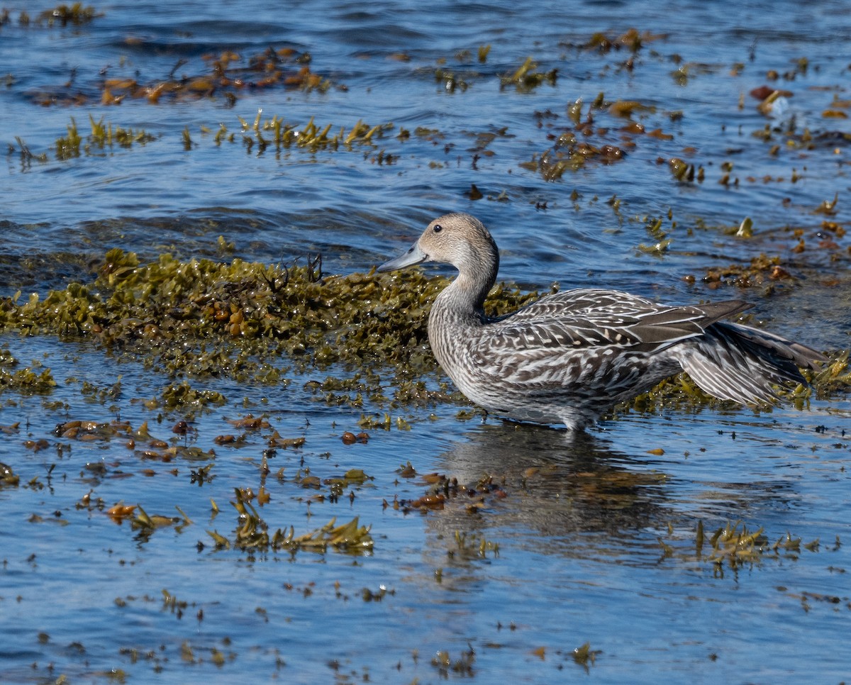 Northern Pintail - ML641150761