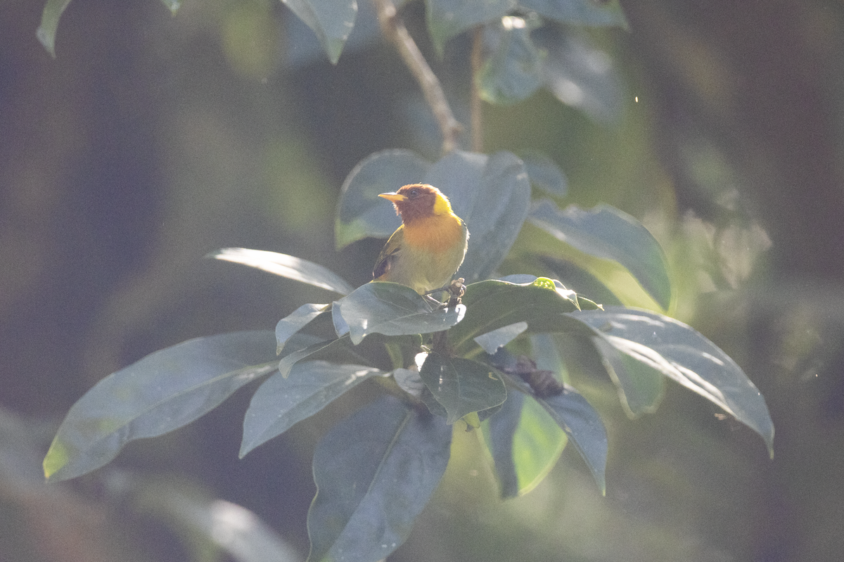 Rufous-headed Tanager - ML641150814