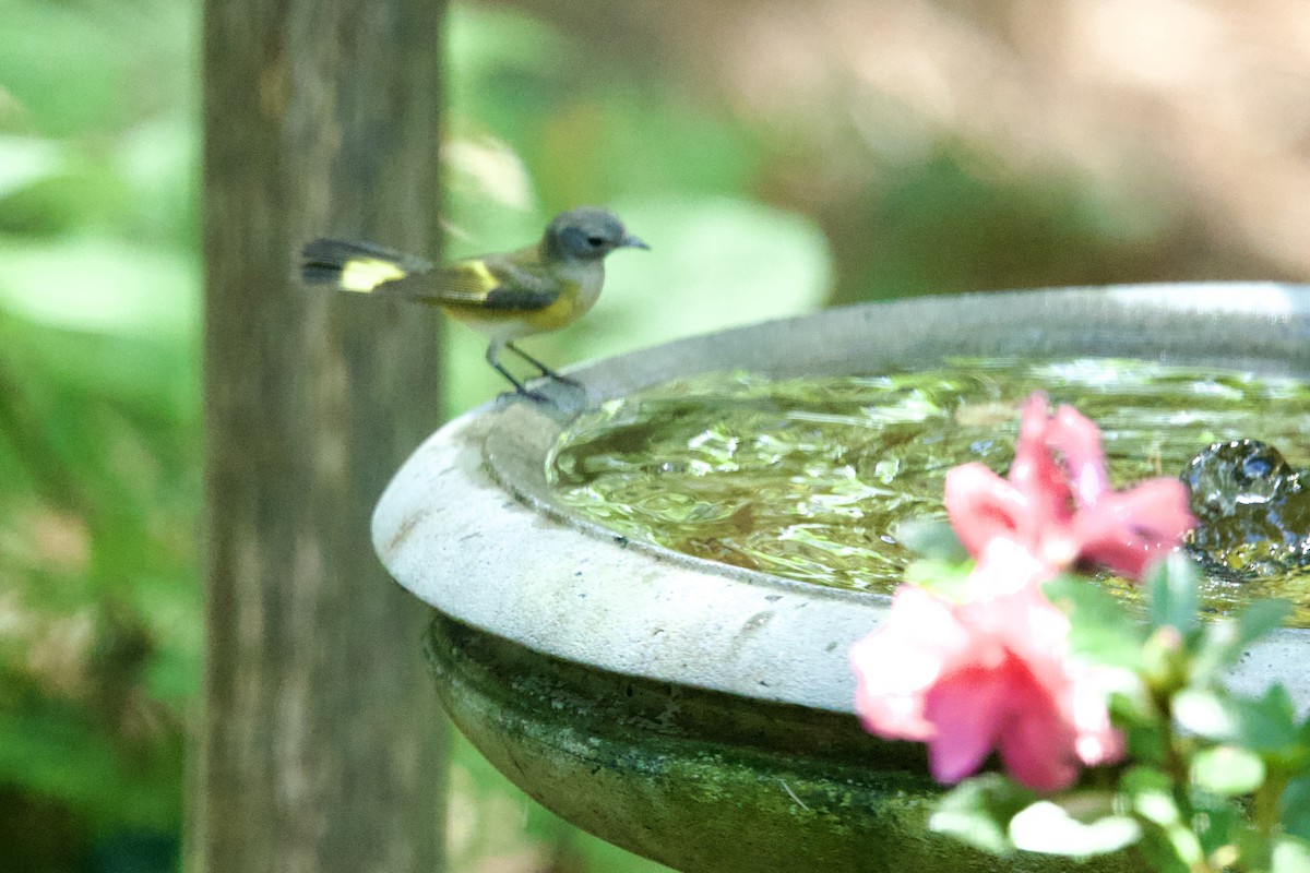 American Redstart - ML641150837