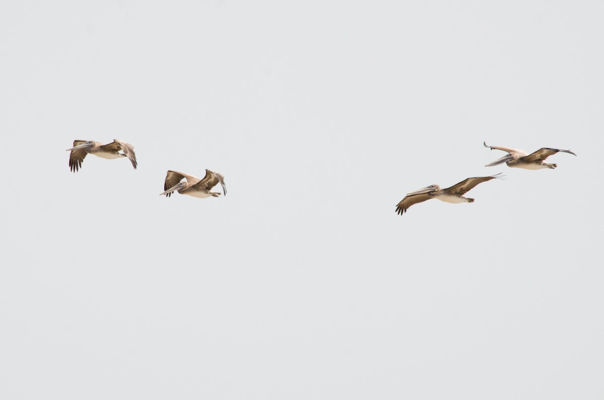 Brown Pelican - ML641150838