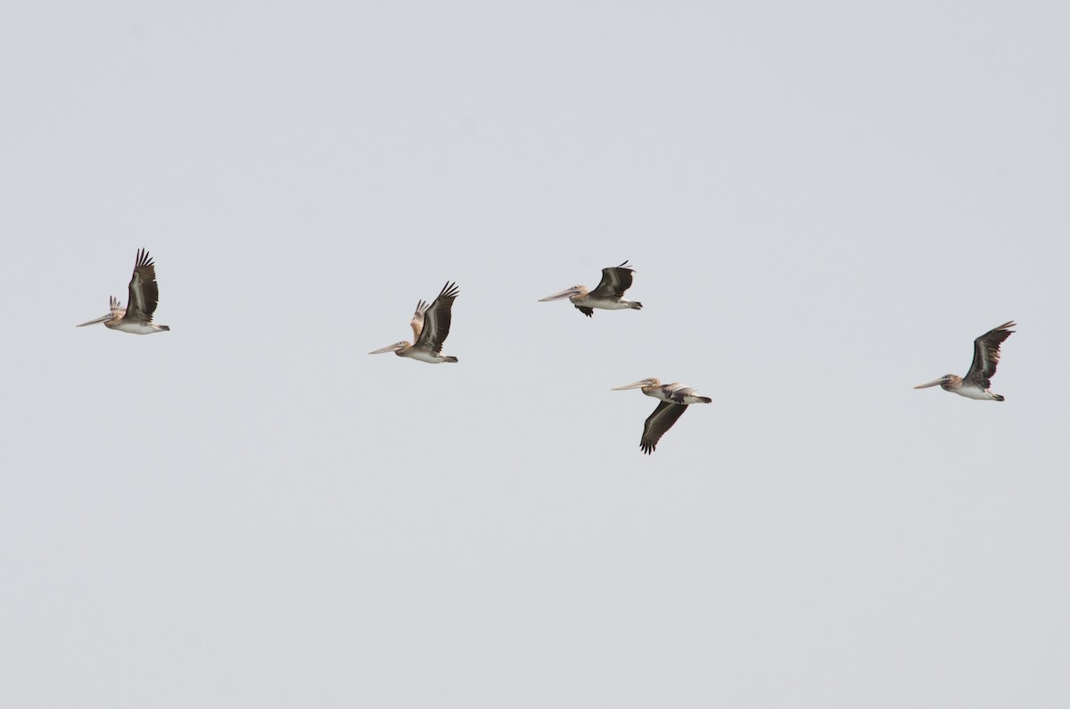Brown Pelican - ML641150839