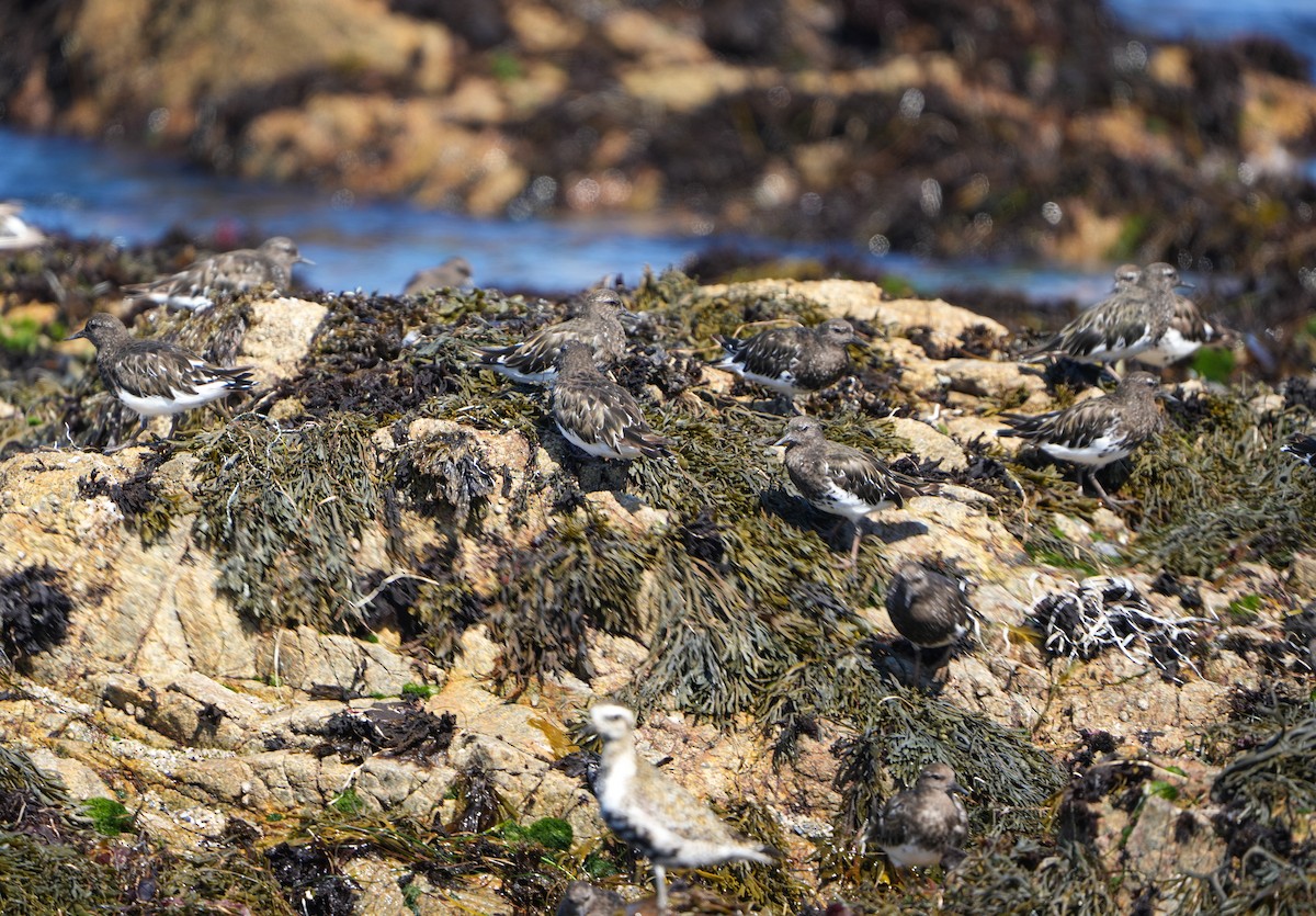 Black Turnstone - ML641150845