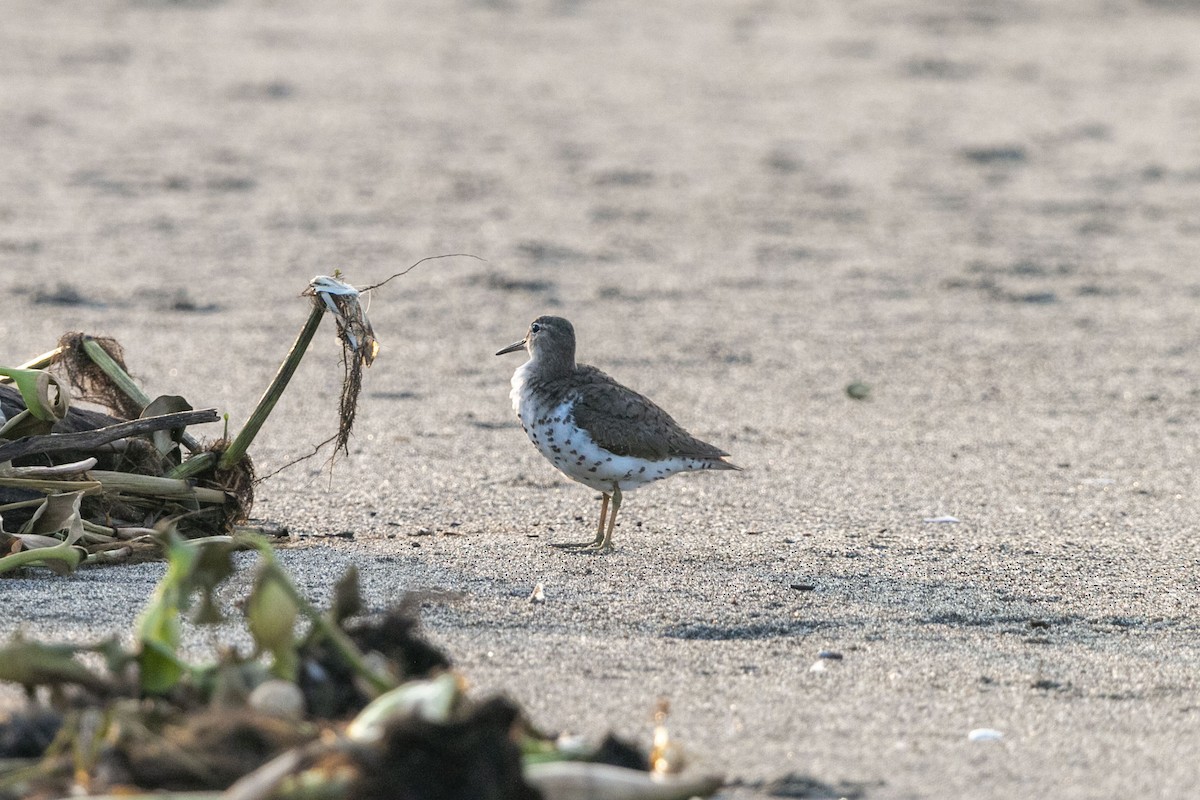 Solitary Sandpiper - ML641150850