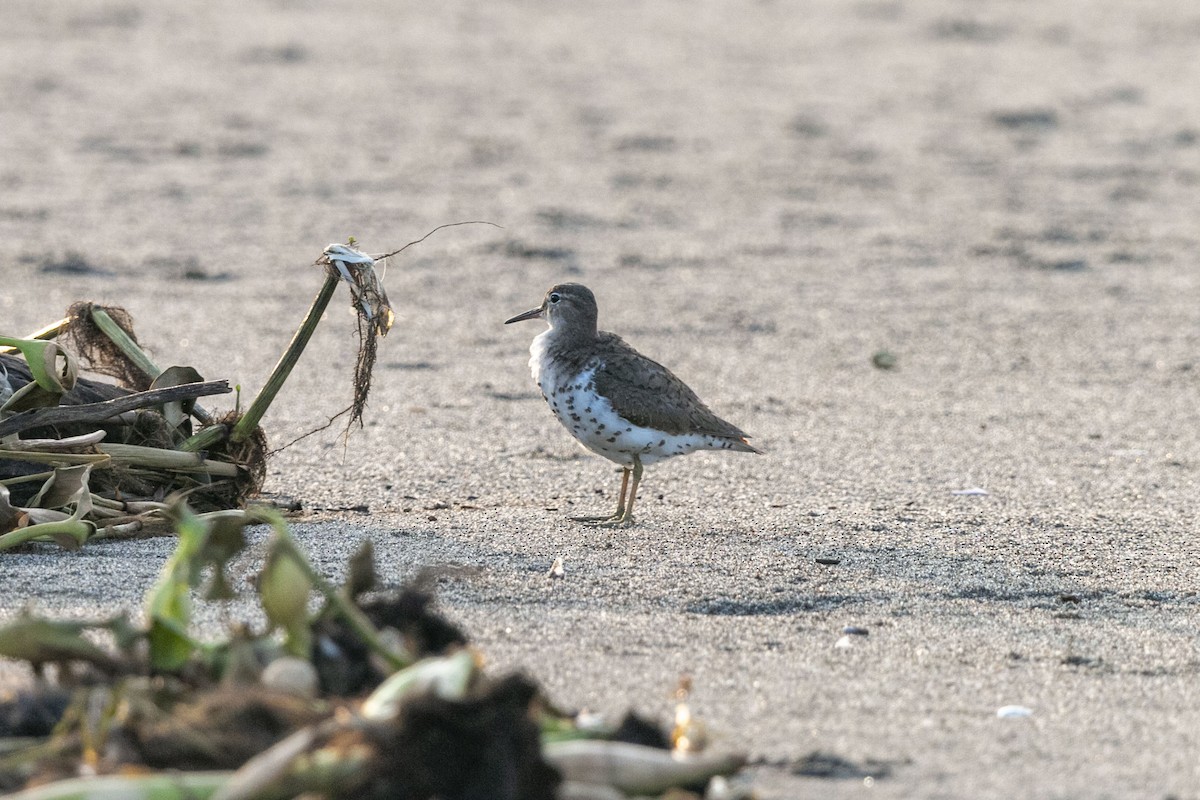 Solitary Sandpiper - ML641150851