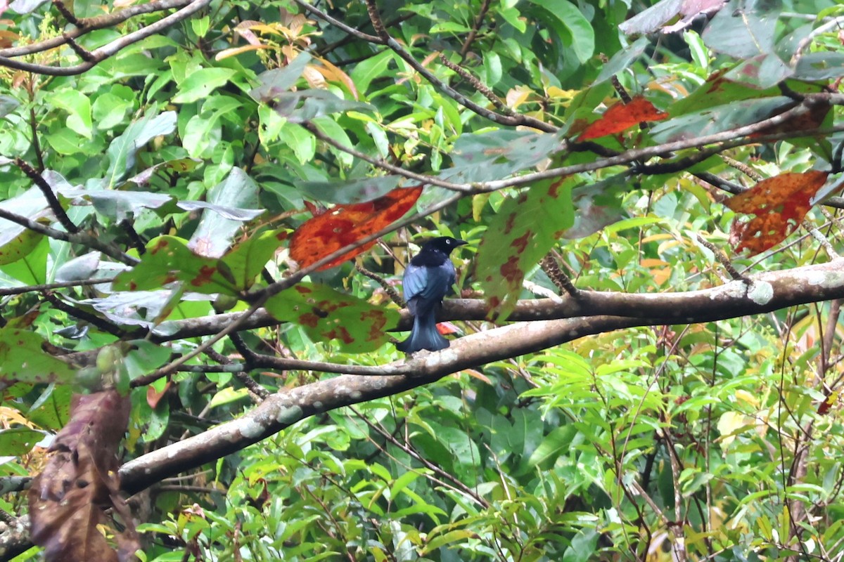 Haarbuschdrongo - ML641150862
