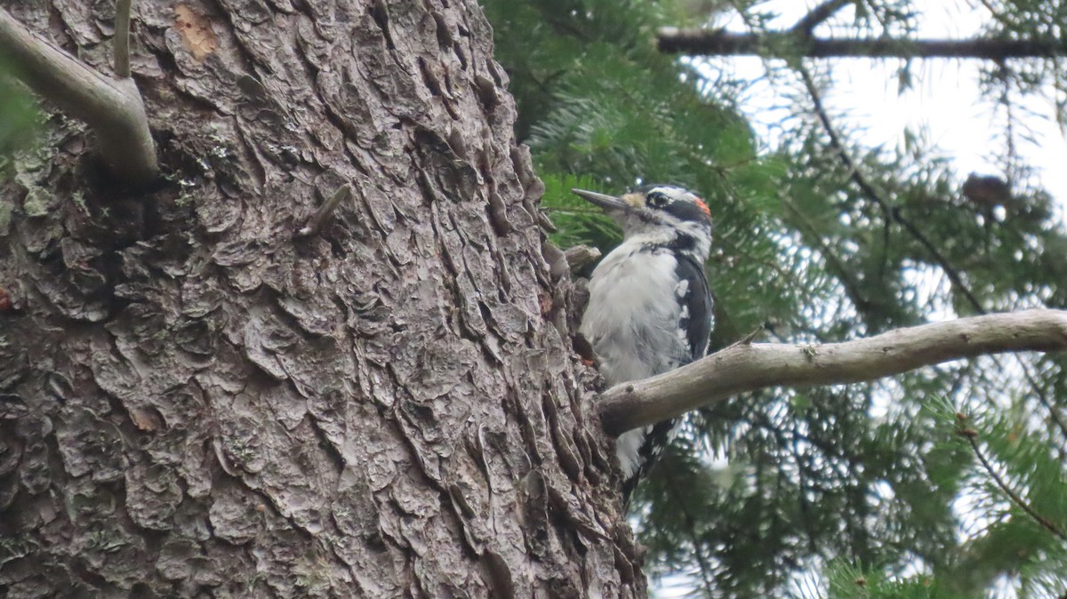 Hairy Woodpecker - ML641150872