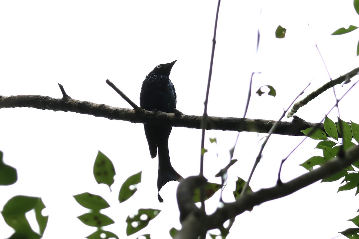 Haarbuschdrongo - ML641150880
