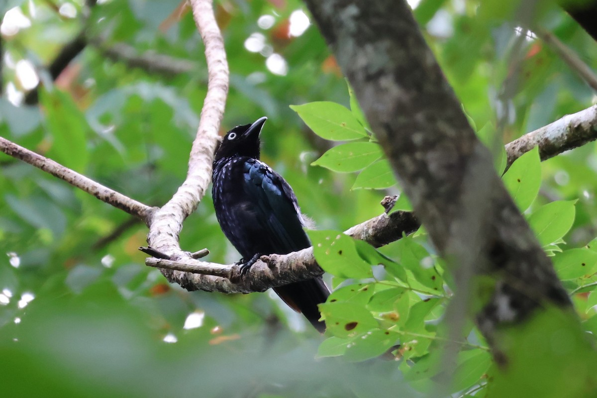 Haarbuschdrongo - ML641150902