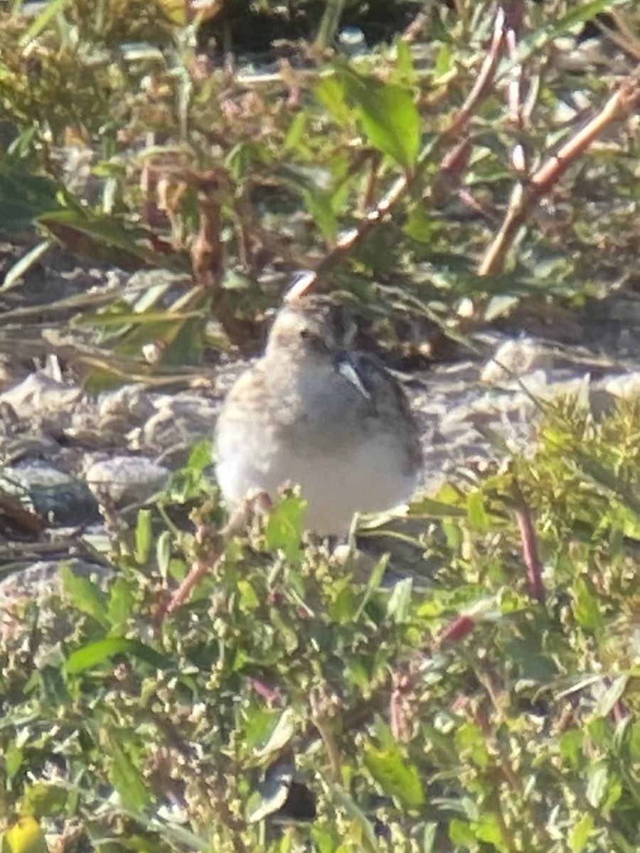 Bergstrandläufer - ML641150917