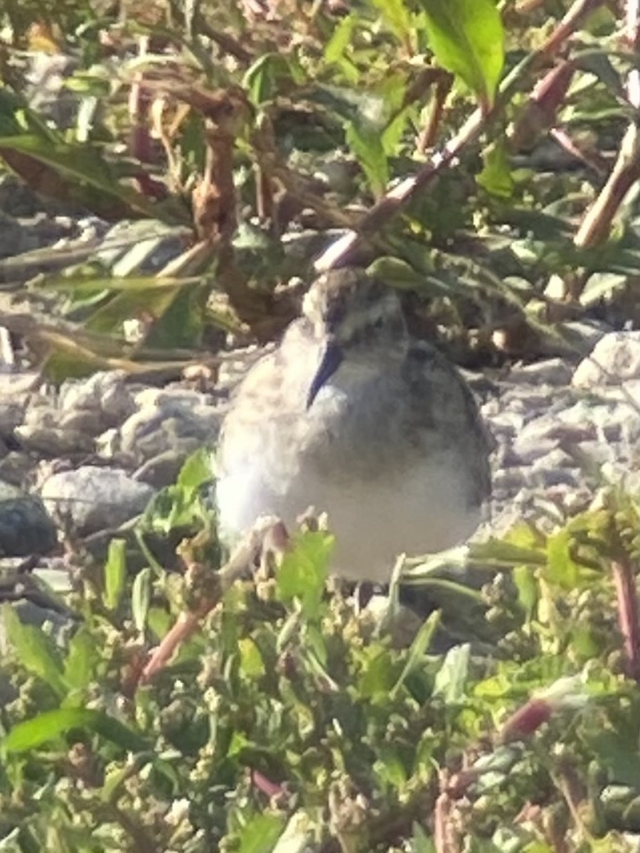 Bergstrandläufer - ML641150918
