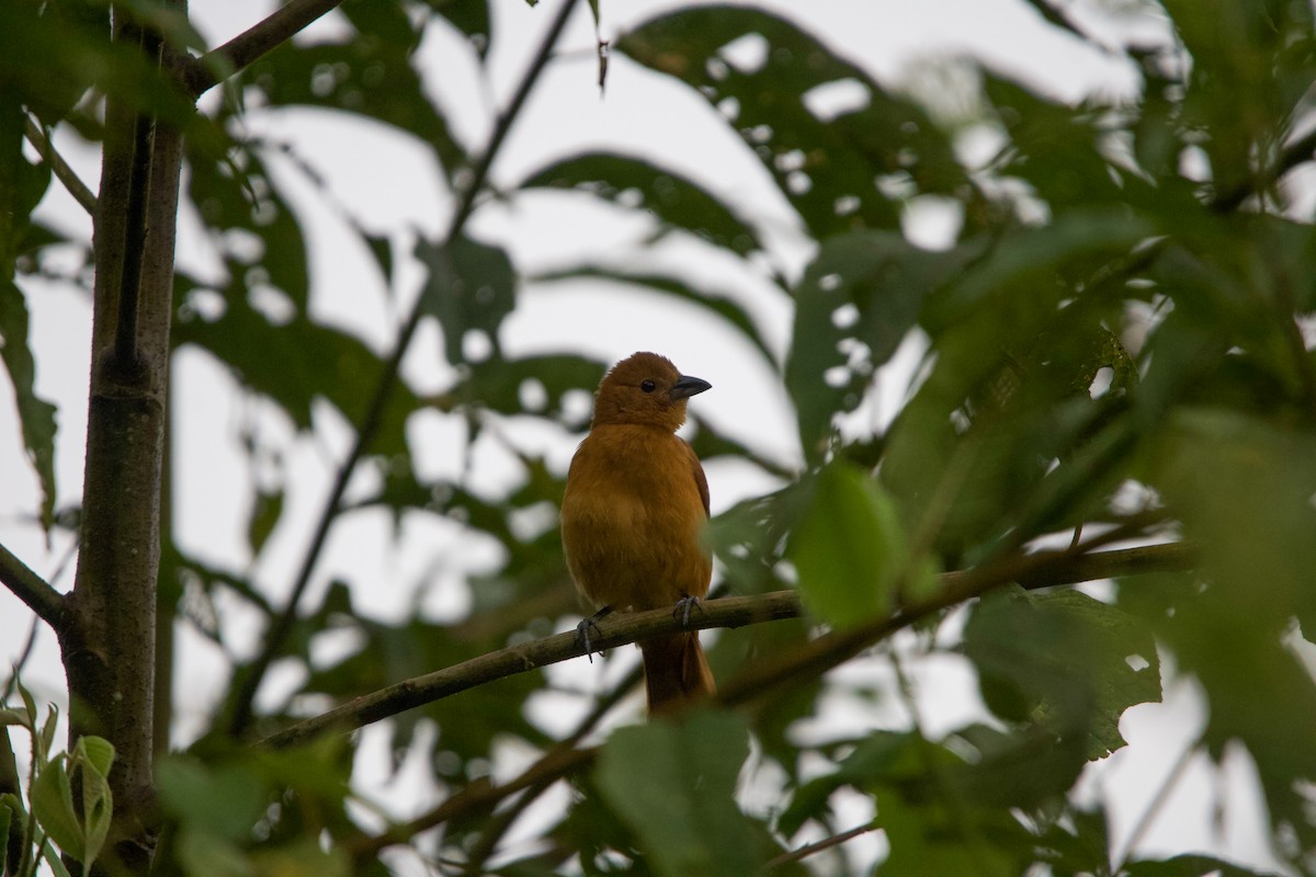 White-lined Tanager - ML641150923