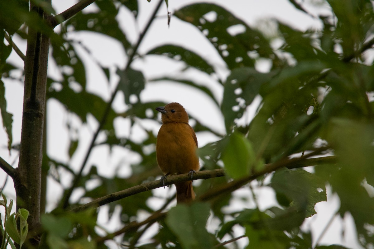 White-lined Tanager - ML641150924