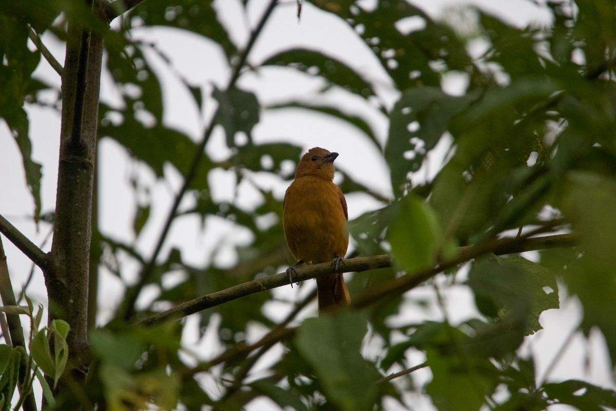 White-lined Tanager - ML641150925