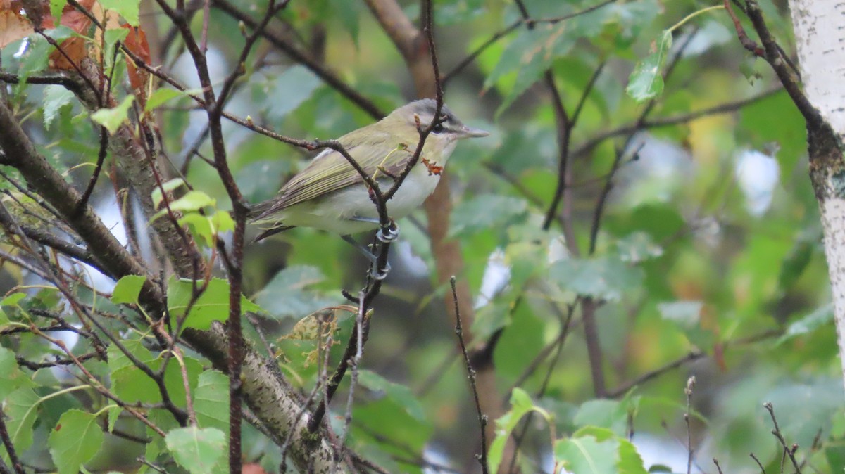 Red-eyed Vireo - ML641150931