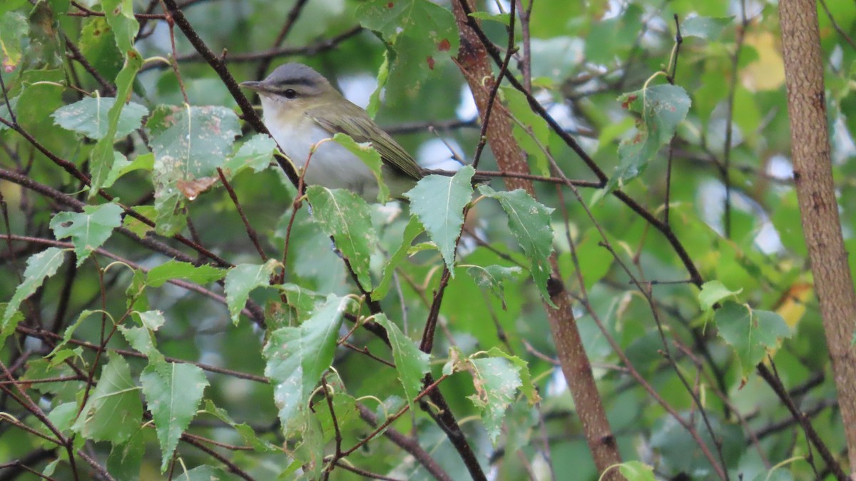 Red-eyed Vireo - ML641150932