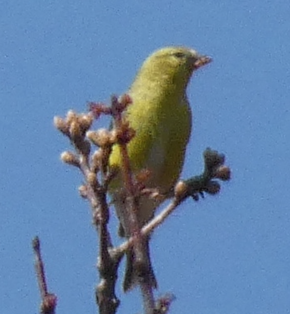 American Goldfinch - ML641150950