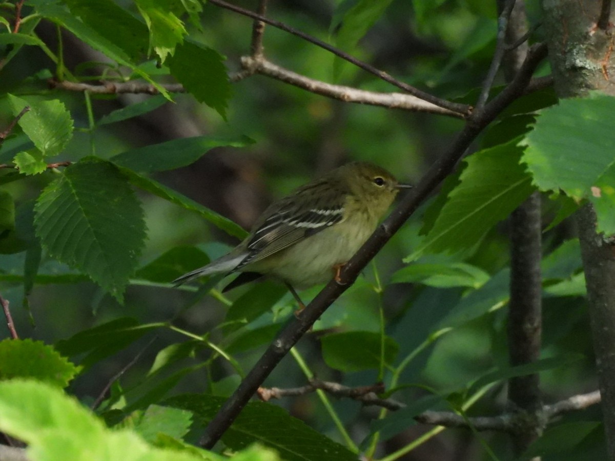 svarthetteparula - ML641150952