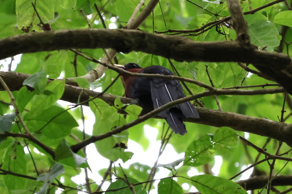 Yellow-billed Malkoha - ML641150985