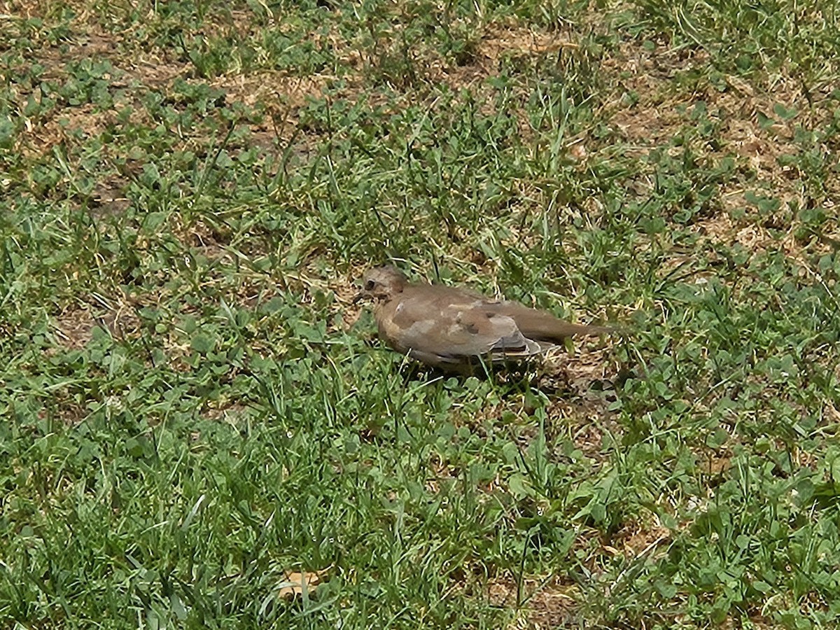 Mourning Dove - ML641151003