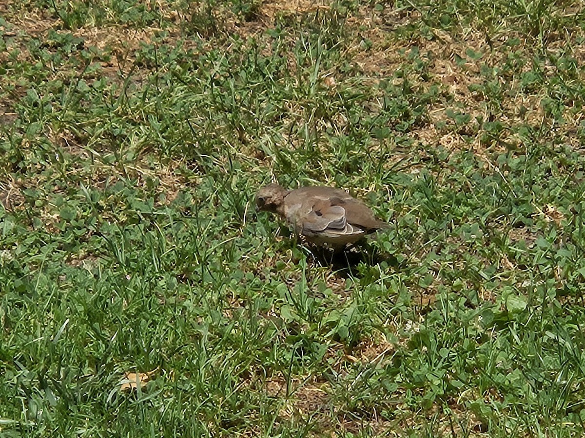 Mourning Dove - ML641151004
