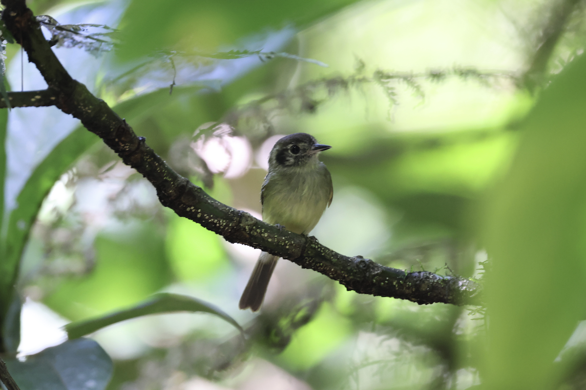 Sepia-capped Flycatcher - ML641151007
