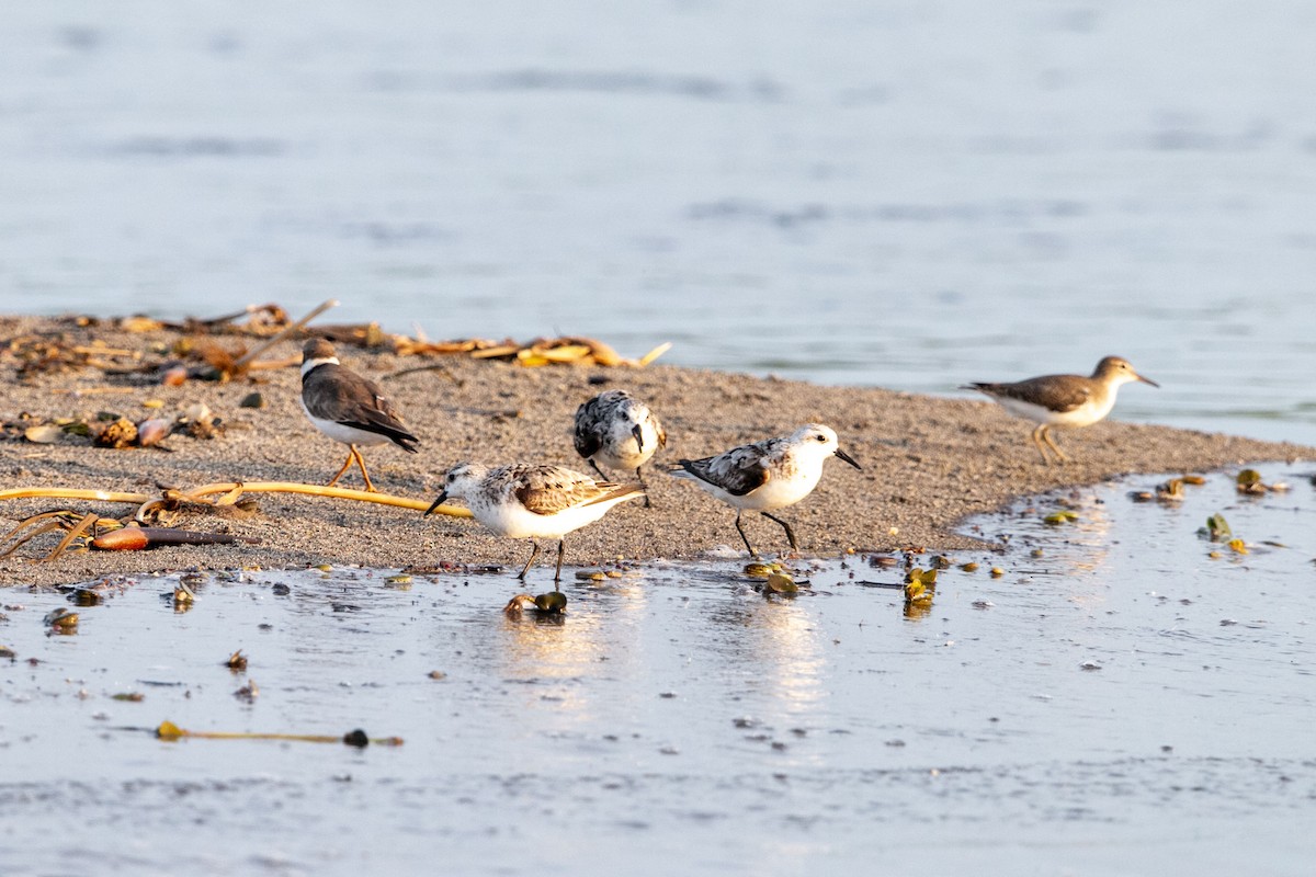 Sanderling - ML641151019