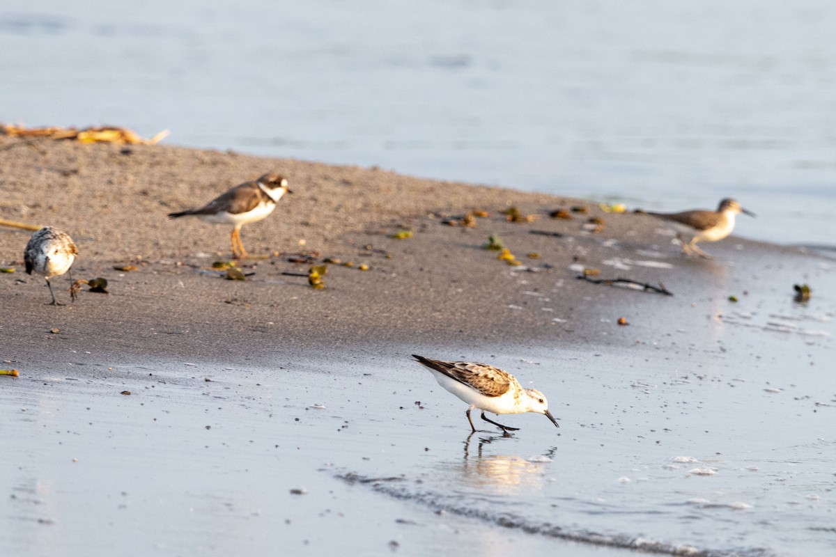 Sanderling - ML641151022