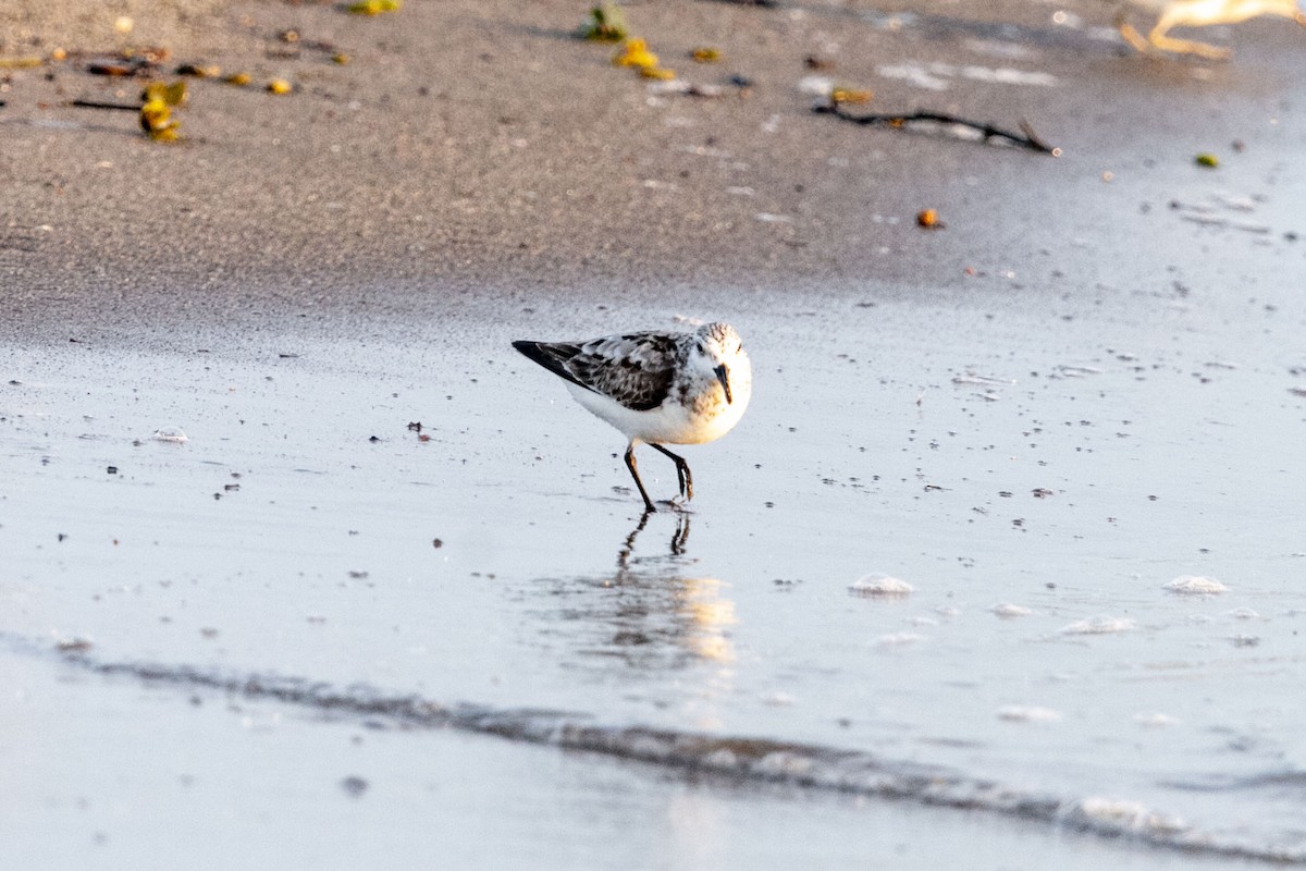 Sanderling - ML641151032