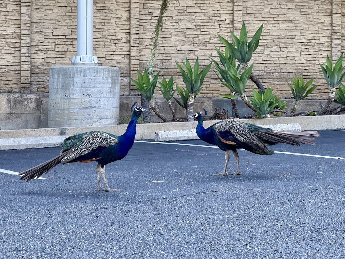 Indian Peafowl (Domestic type) - ML641151040