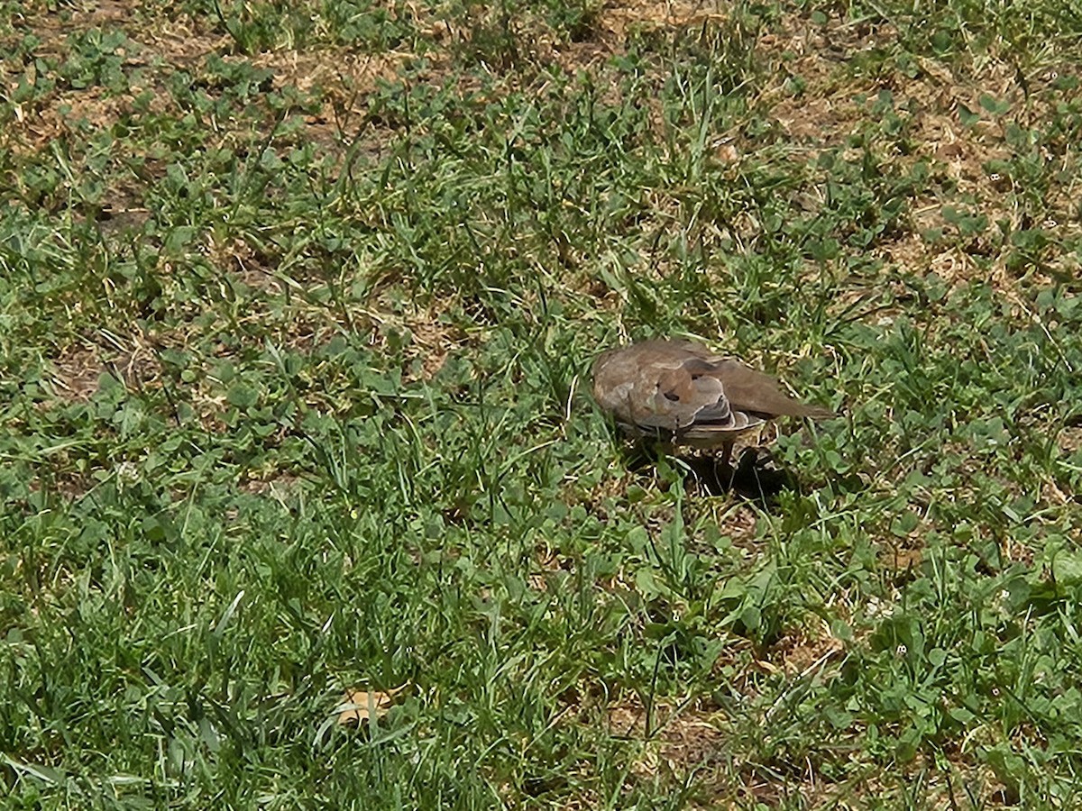 Mourning Dove - ML641151053