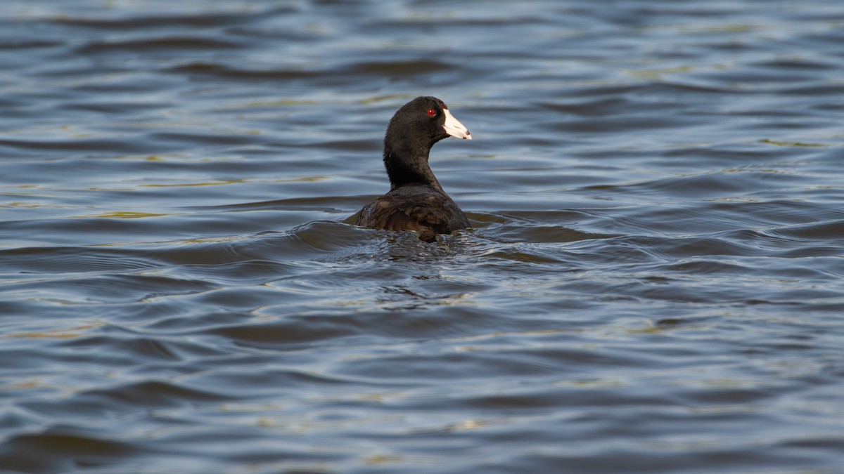 American Coot - ML641151060