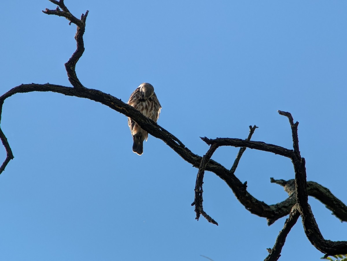 Mississippi Kite - ML641151064