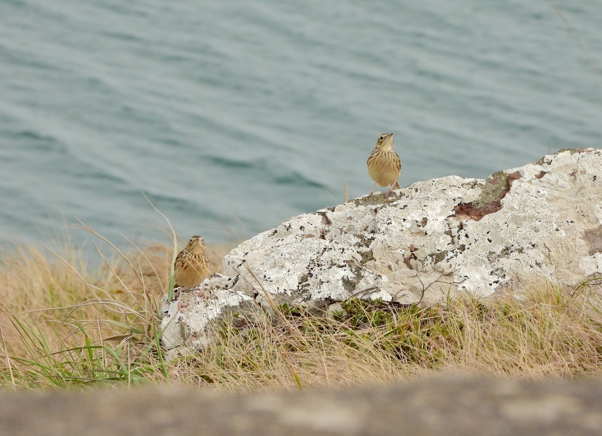 Pipit de Hellmayr - ML641151075