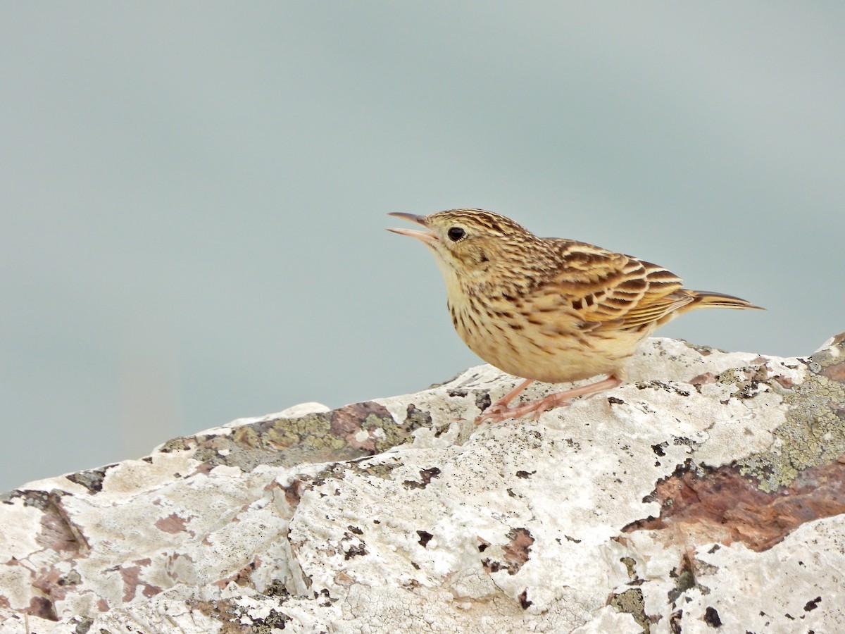 Pipit de Hellmayr - ML641151076
