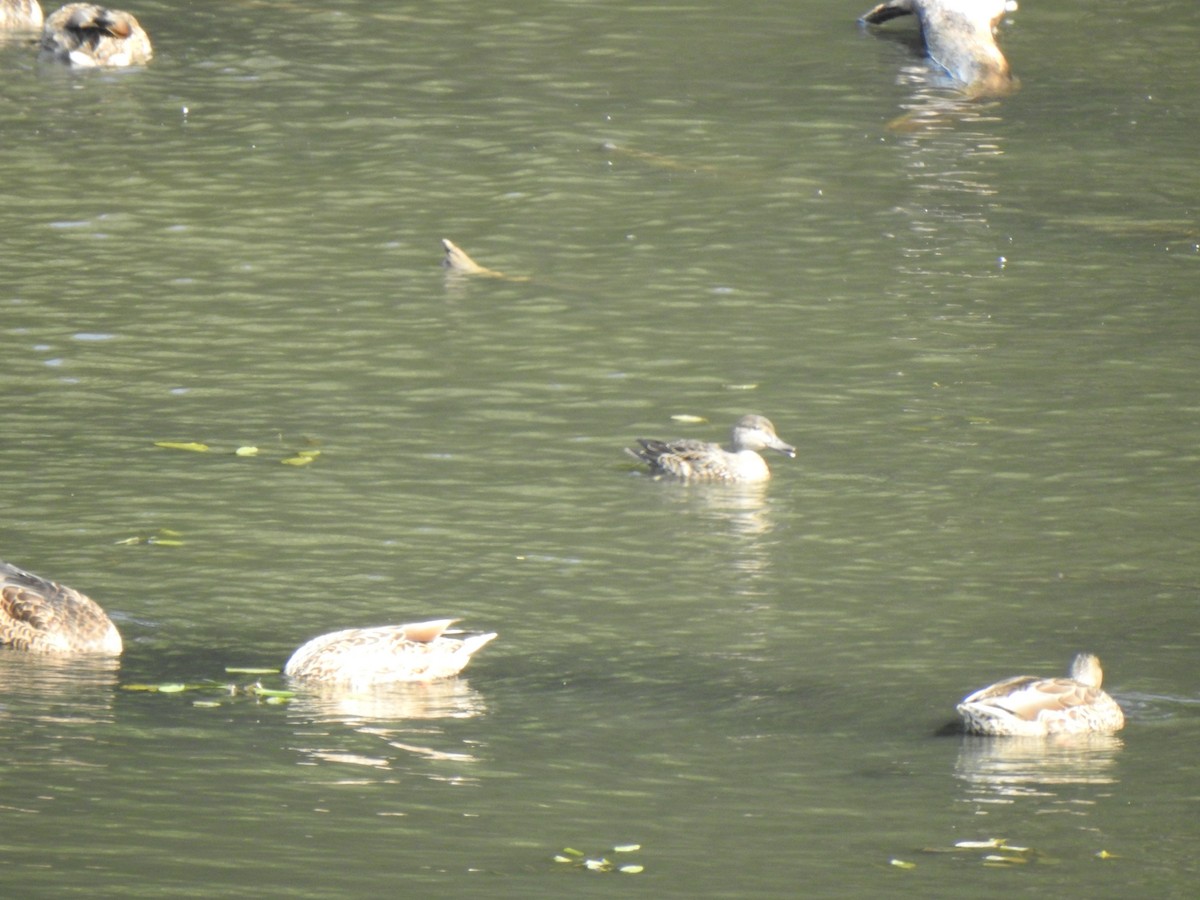 Green-winged Teal - ML641151086