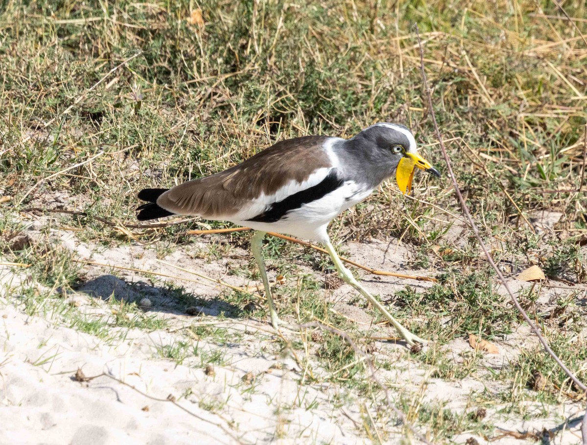 White-crowned Lapwing - ML641151087