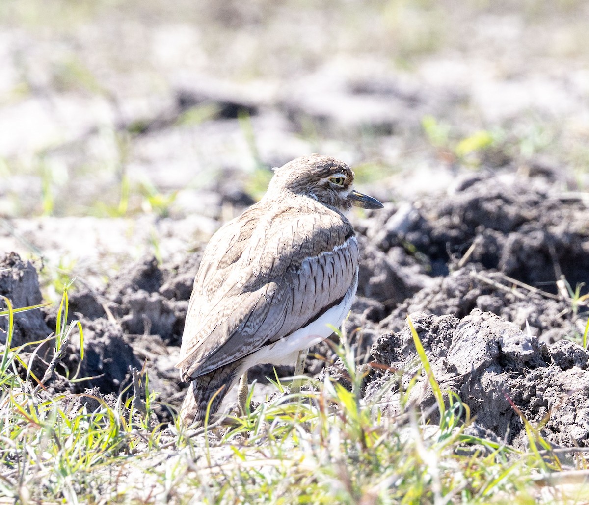 Water Thick-knee - ML641151111