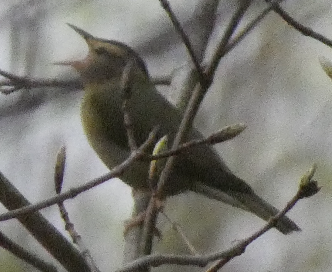 Worm-eating Warbler - ML641151120